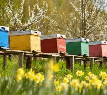beekeeping-in-northern-cyprus-1