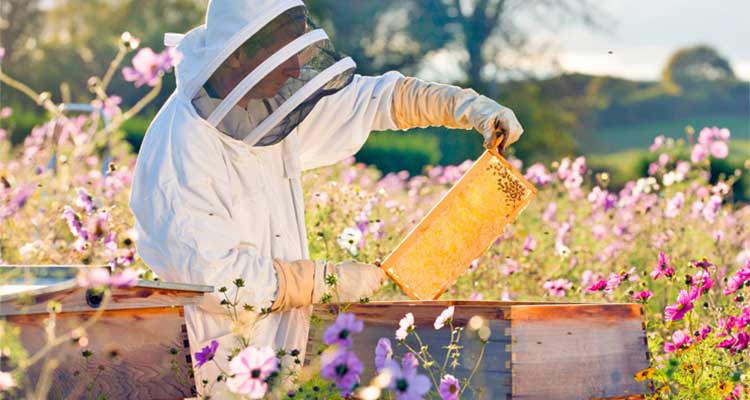 beekeeping-in-northern-cyprus-3