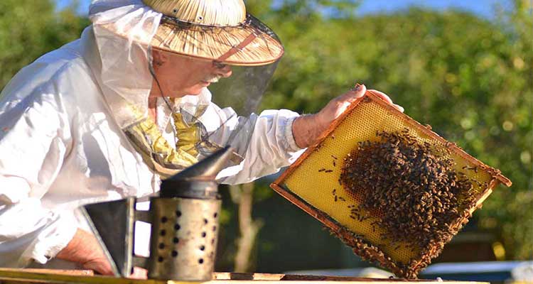 beekeeping-in-northern-cyprus-2