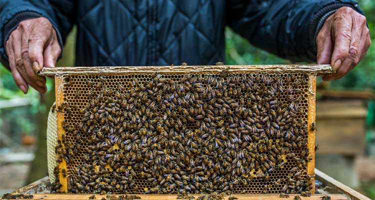 beekeeping-in-northern-cyprus-4